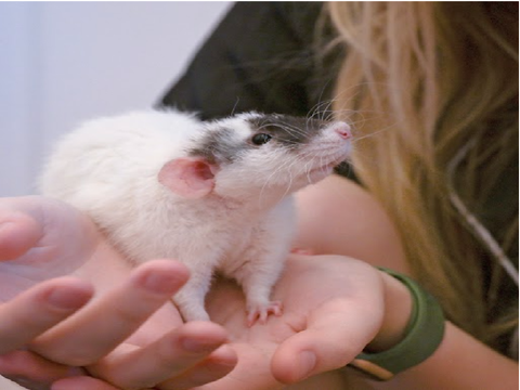 rats