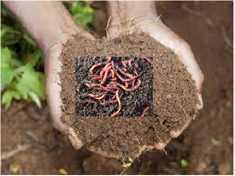 earth worm sally