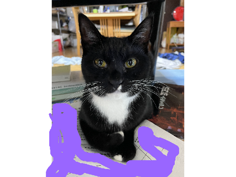 ねこおおおおおお