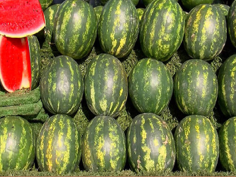 Realistic Watermelon (Gravity Engine)