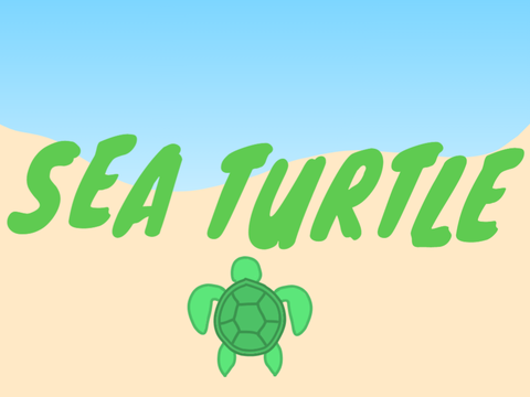 Sea Turtle
