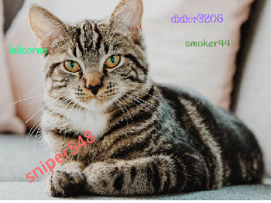 remix et signe si tu aime les chat  remix remix