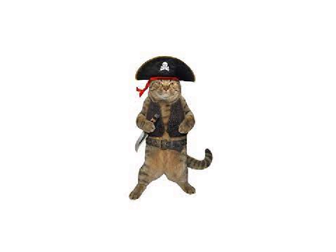 Pirate Kittens