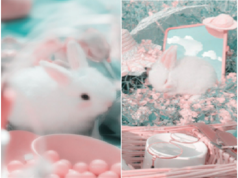 ✧*。bunnys✧*。