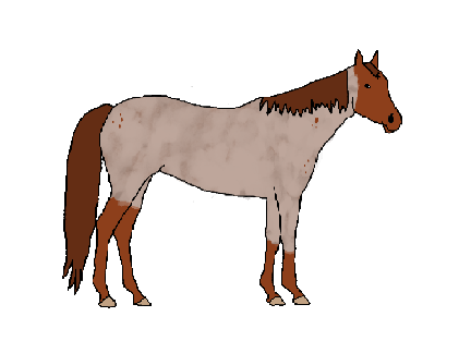 My new horse Strawberry