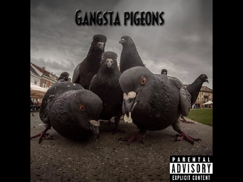 pigeons bouta drop the most fire album of 2013!!  