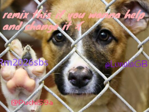 STOP TESTING ON ANIMALS! remix