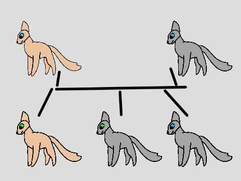 Cat Litter Creator