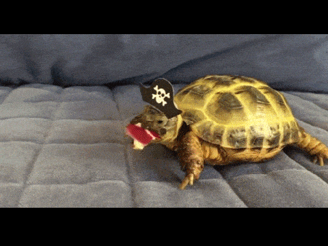 Pirate Turtle Eating