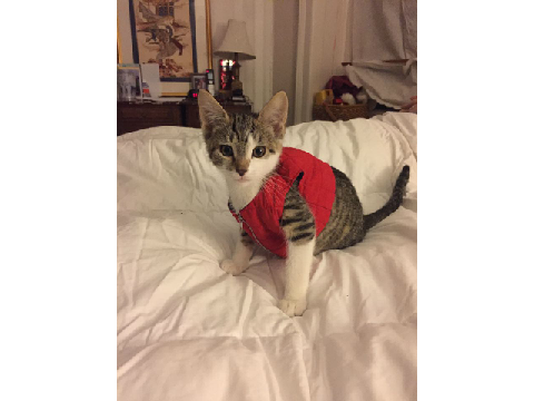 My Kitten!