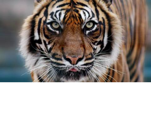 Eye of the Tiger