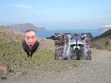 Dumb raccoon