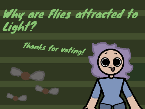 Why are Flies Attracted to Light?
