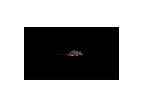 spinning rat but its really glitchy
