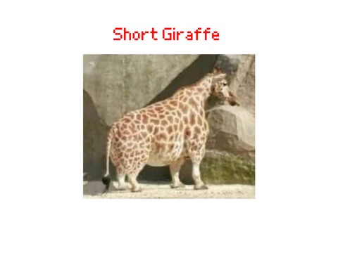 The Short Giraffe Cult
