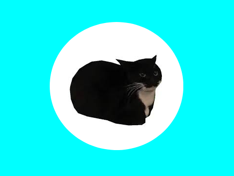 Maxwell The Caffeine Cat