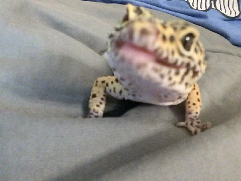 LIZARD