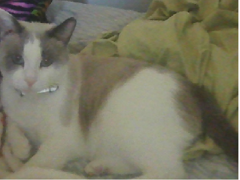 Cat reveal