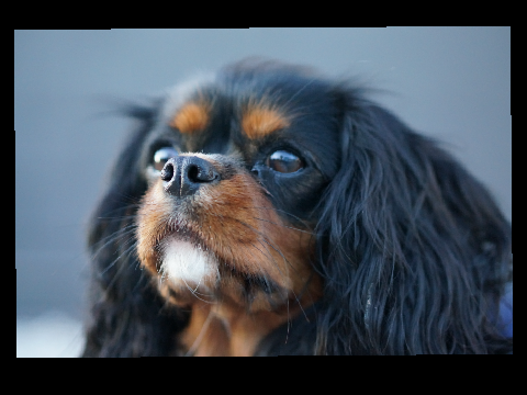 photography practice + dog reveal