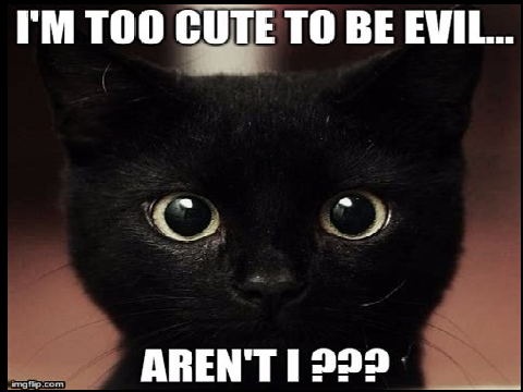Cat Memes!