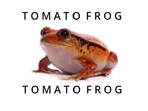 TOMATO FROG