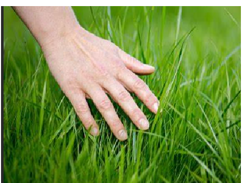 grass