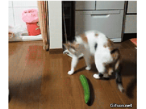 Cats vs Cucumbers