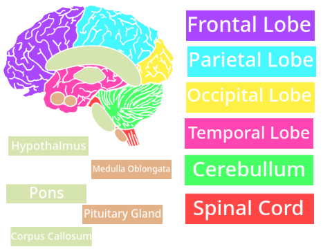 Brain project