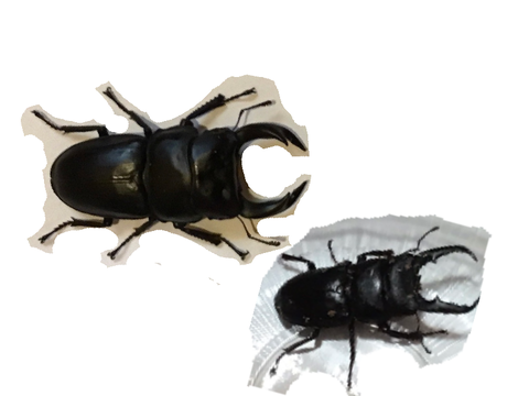 クワガタムシを可愛がろう