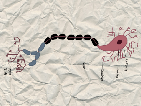 Neuron Diagram for Science