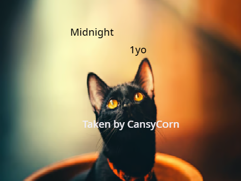 CAT ADOPT