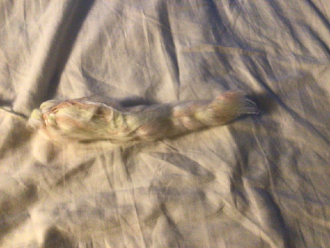 faux-fur yarn tail [wip]