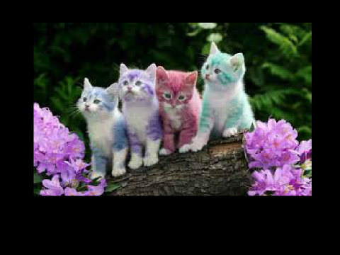 meow cats 3