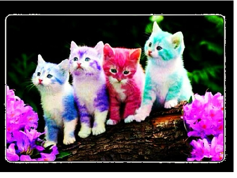 meow cats 2