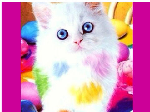 colorful cat