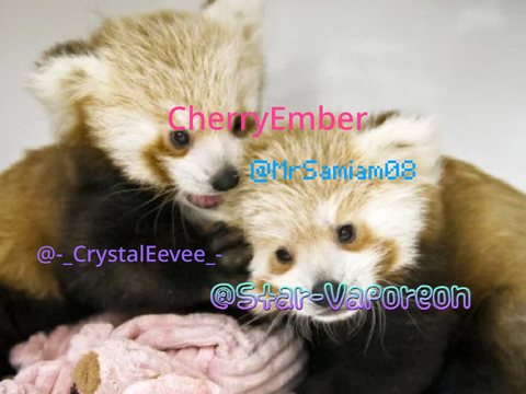 international red panda day! remix remix remix