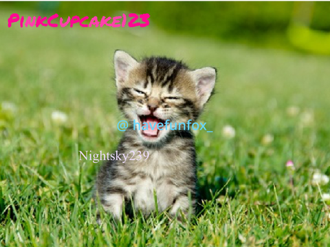 Sign Here if you Like Animals! remix remix