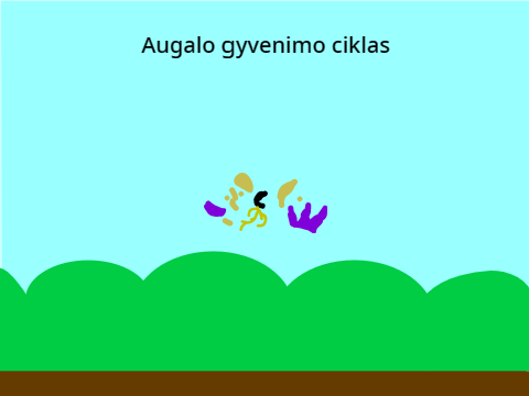 Augalo gyvenimo ciklas
