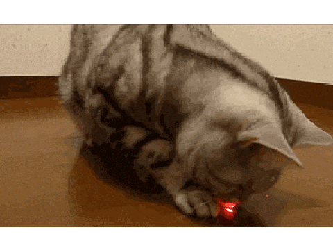 Cute Cat