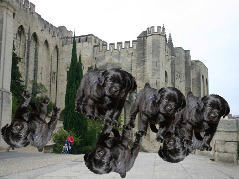 Dogs Taking Over The World