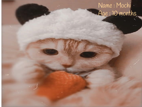 Mochi