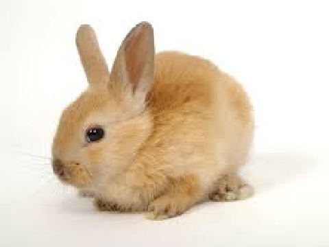 ✿