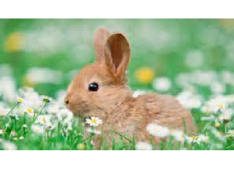 ✿