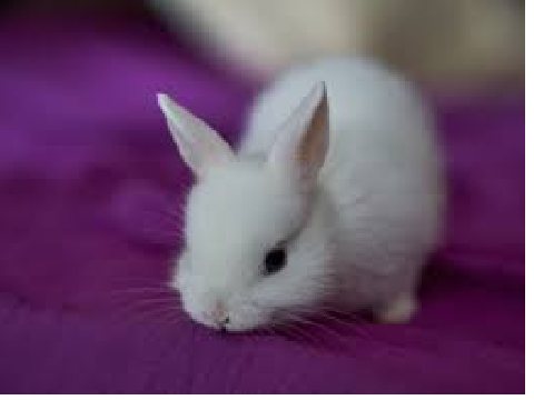 ✿