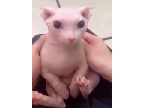 Cute ( ☆∀☆)