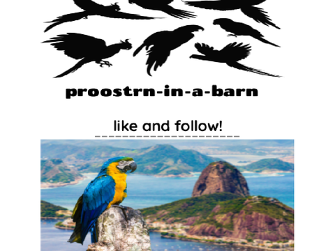 proostrn-in-a-barns pfp