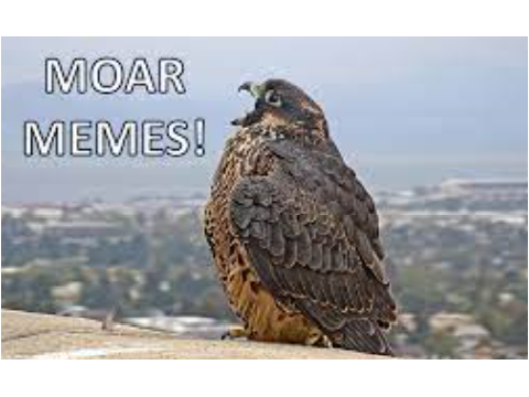 Falcon Memes