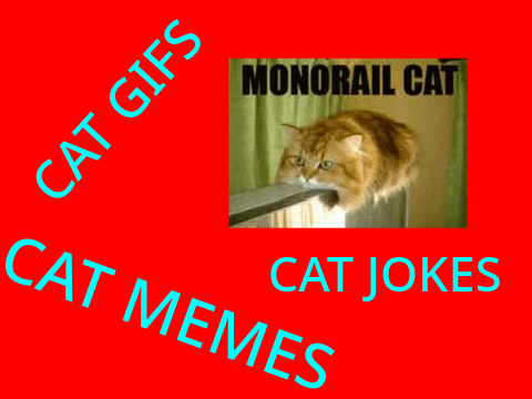 Cat jokes, memes, and GIFs