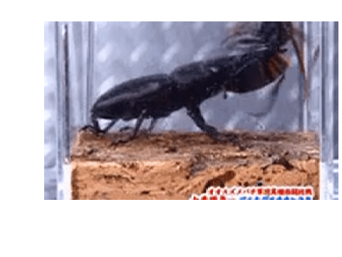 クワガタ2