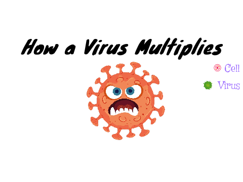 How a virus multiplies animation